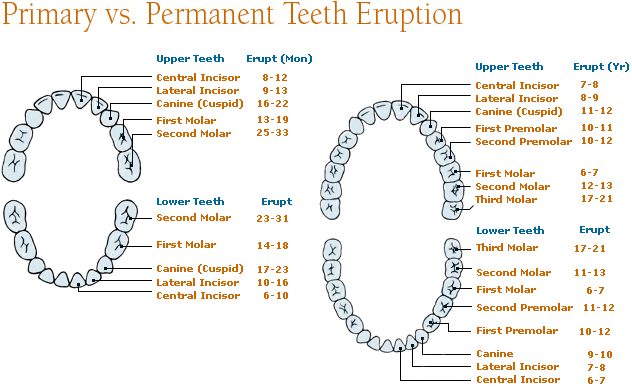 Primary vs. Permanent Teeth Eruption